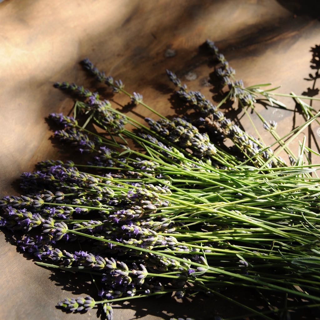 Processing lavender for Mei Line at la Baye des Anges